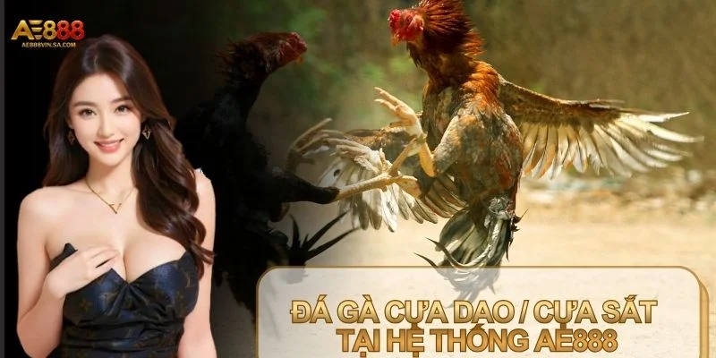 Hệ thống cược Đá gà cựa dao / Cựa sắt được xây dựng bài bản